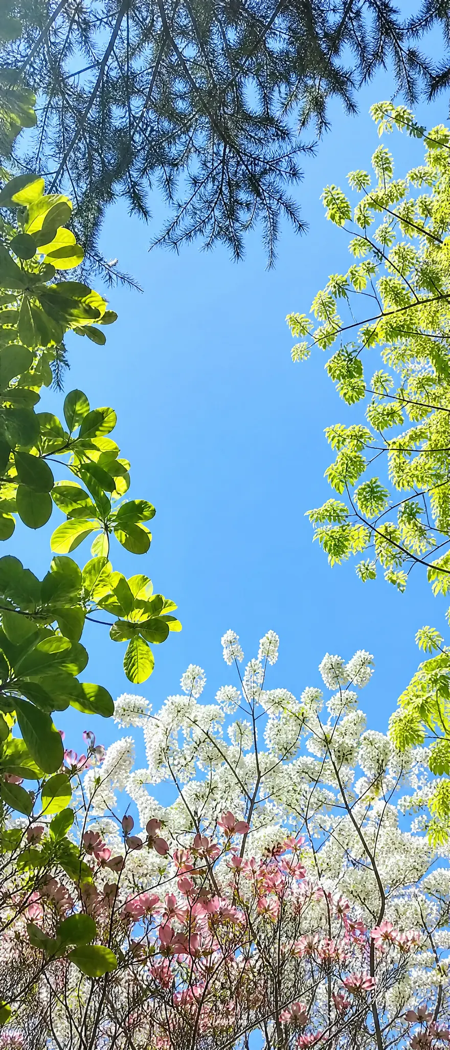 垂直仰拍蓝天花枝框景的自然摄影 AI 提示词